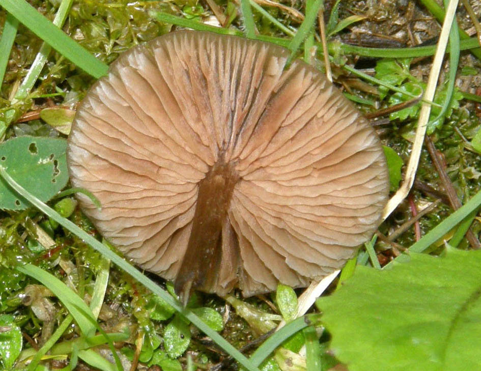 Un prato pieno di funghi