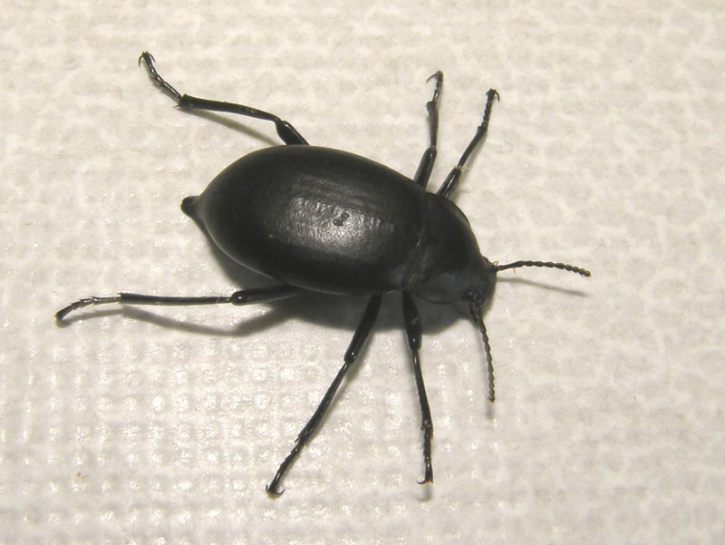 Tenebrionidae: Blaps sp.