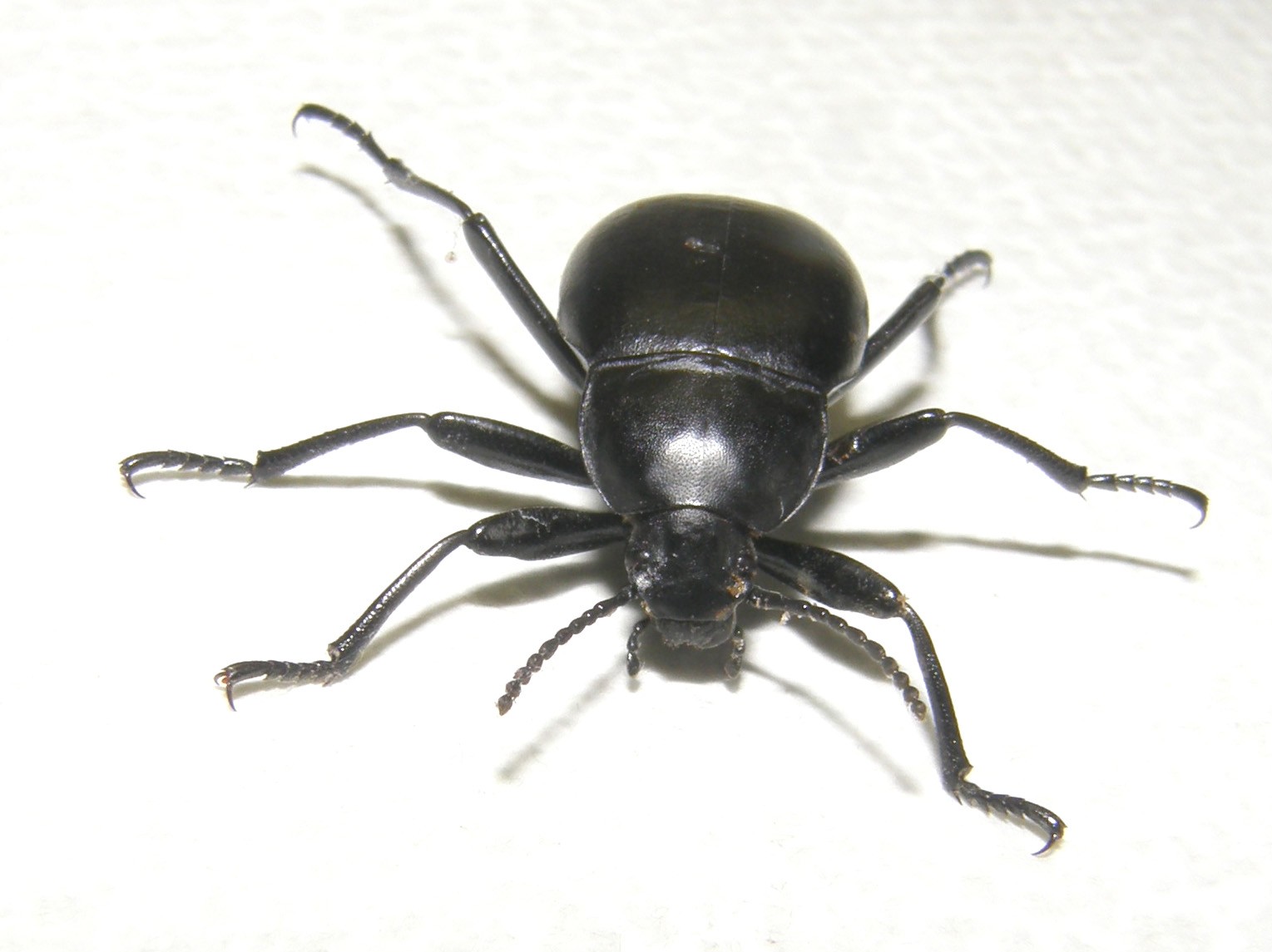 Tenebrionidae: Blaps sp.