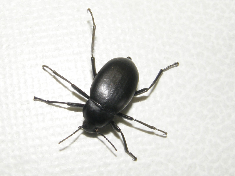 Tenebrionidae: Blaps sp.