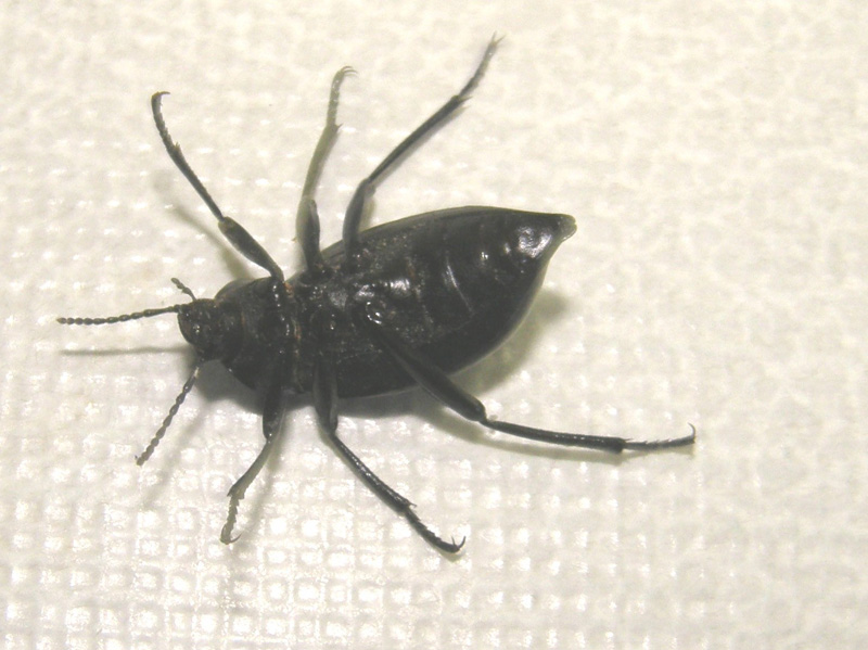 Tenebrionidae: Blaps sp.