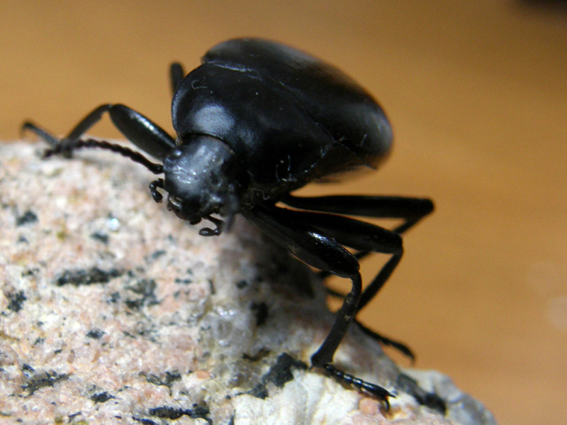 Tenebrionidae: Blaps sp.