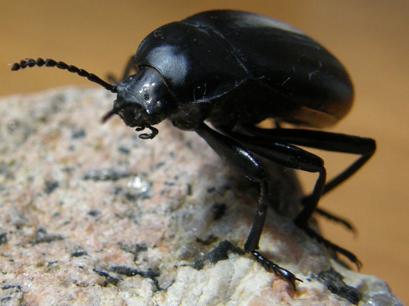 Tenebrionidae: Blaps sp.