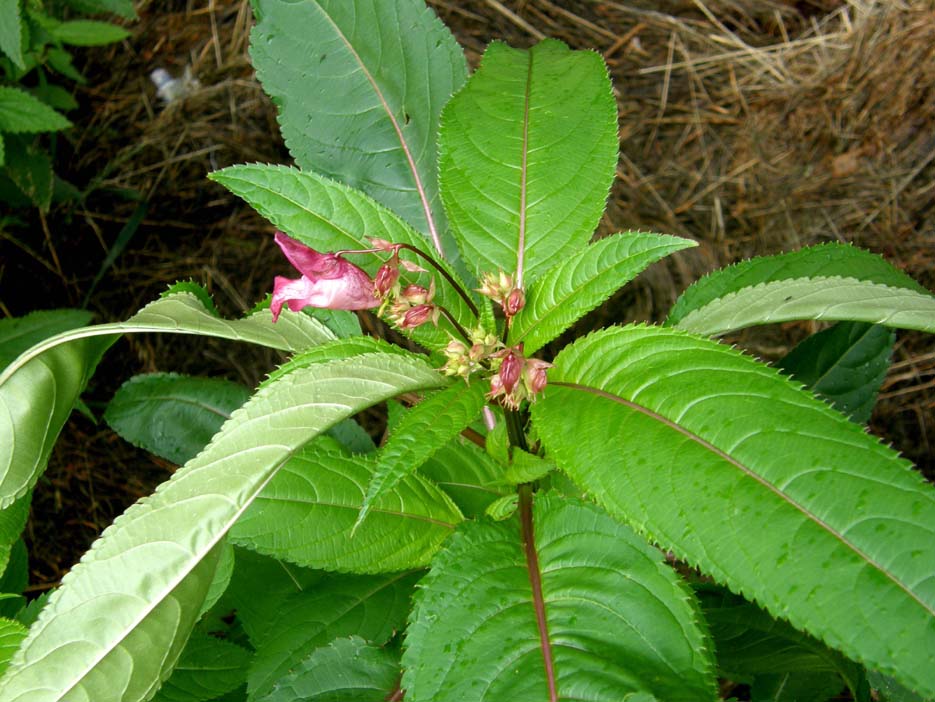 Ancora Impatiens? si, Impatiens glandulifera