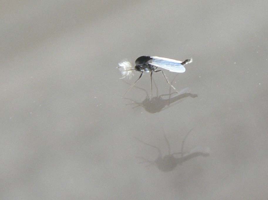 Chironomidae