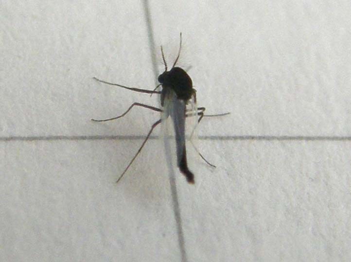 Chironomidae