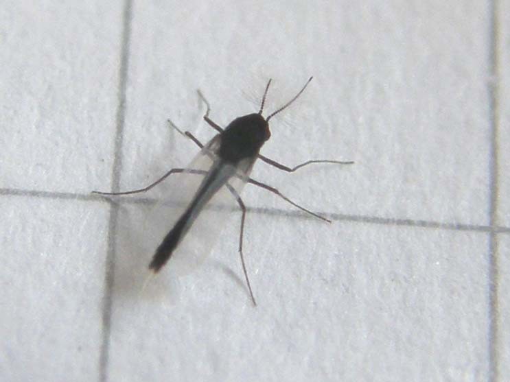 Chironomidae