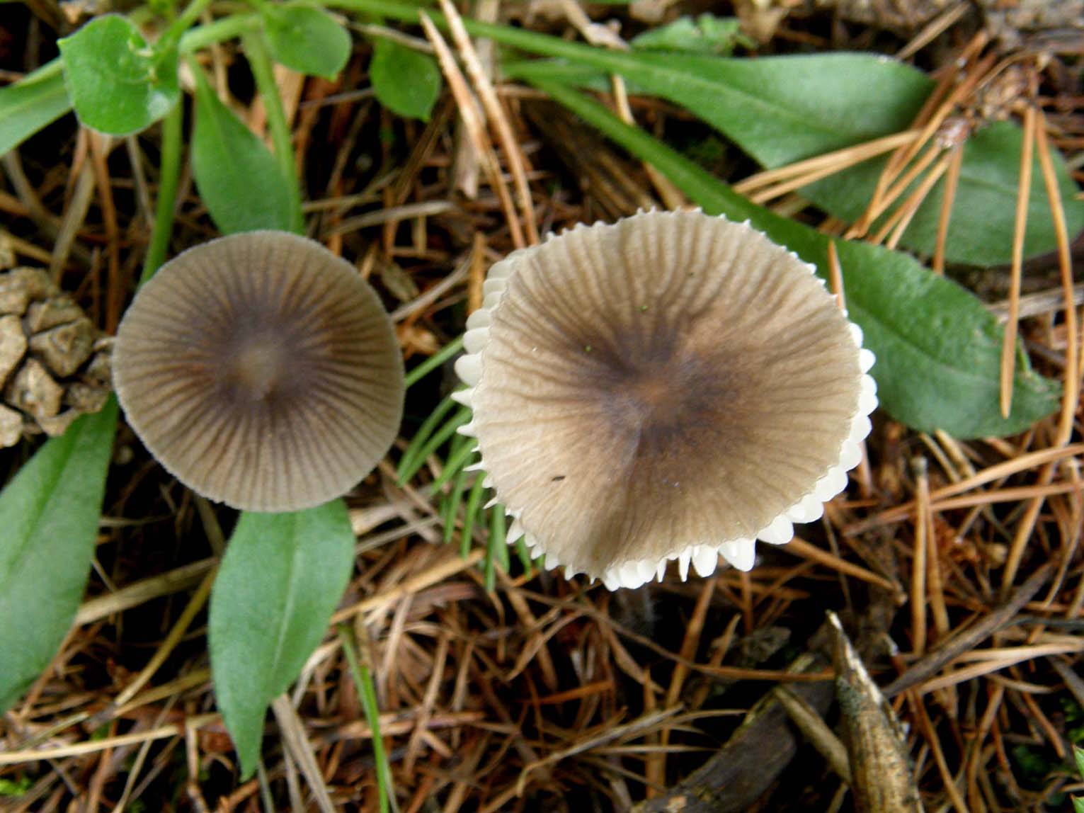 Cappello dal bordo dentellato:  Mycena sp.