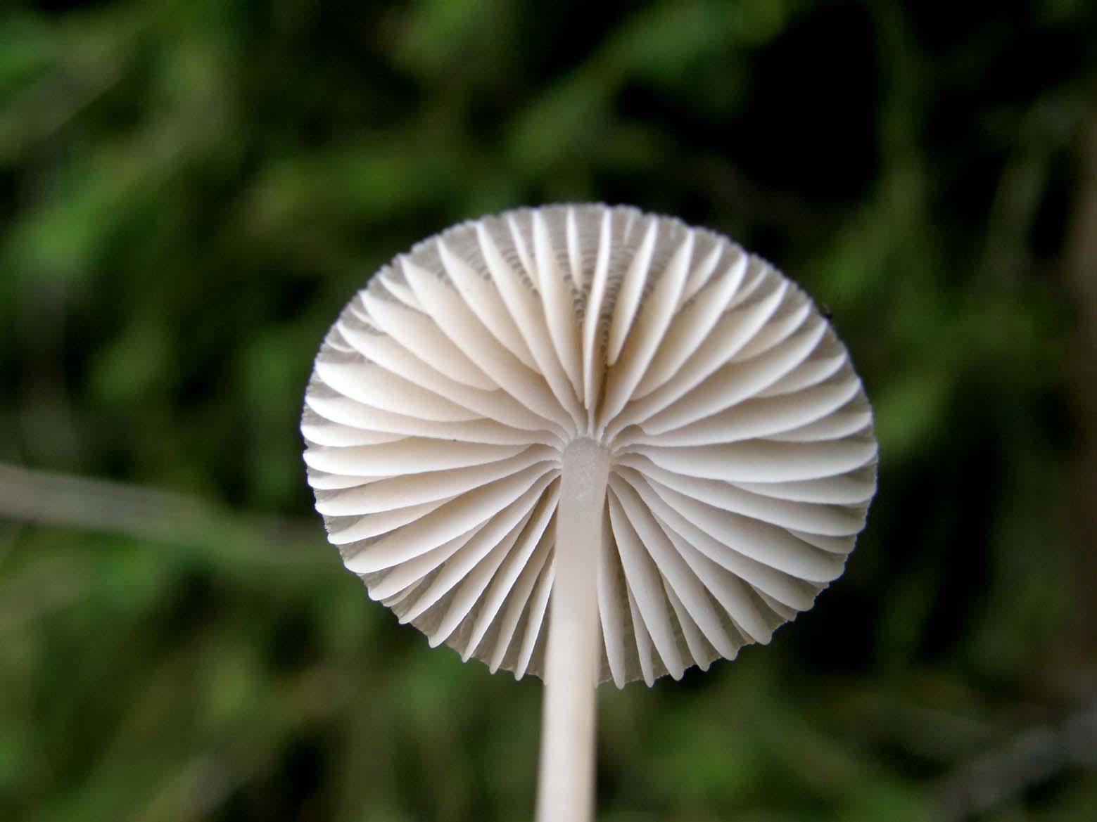 Cappello dal bordo dentellato:  Mycena sp.