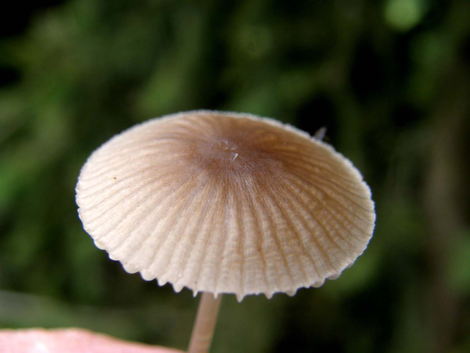 Cappello dal bordo dentellato:  Mycena sp.