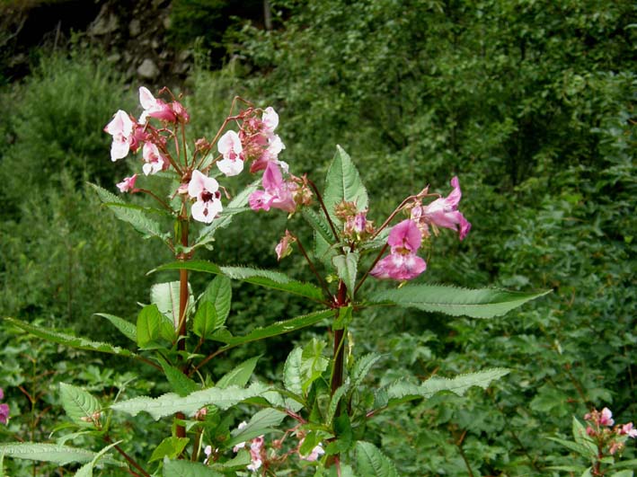 Ancora Impatiens? si, Impatiens glandulifera