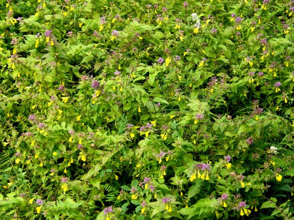 Melampyrum sp. (Lamiales -Orobanchaceae)