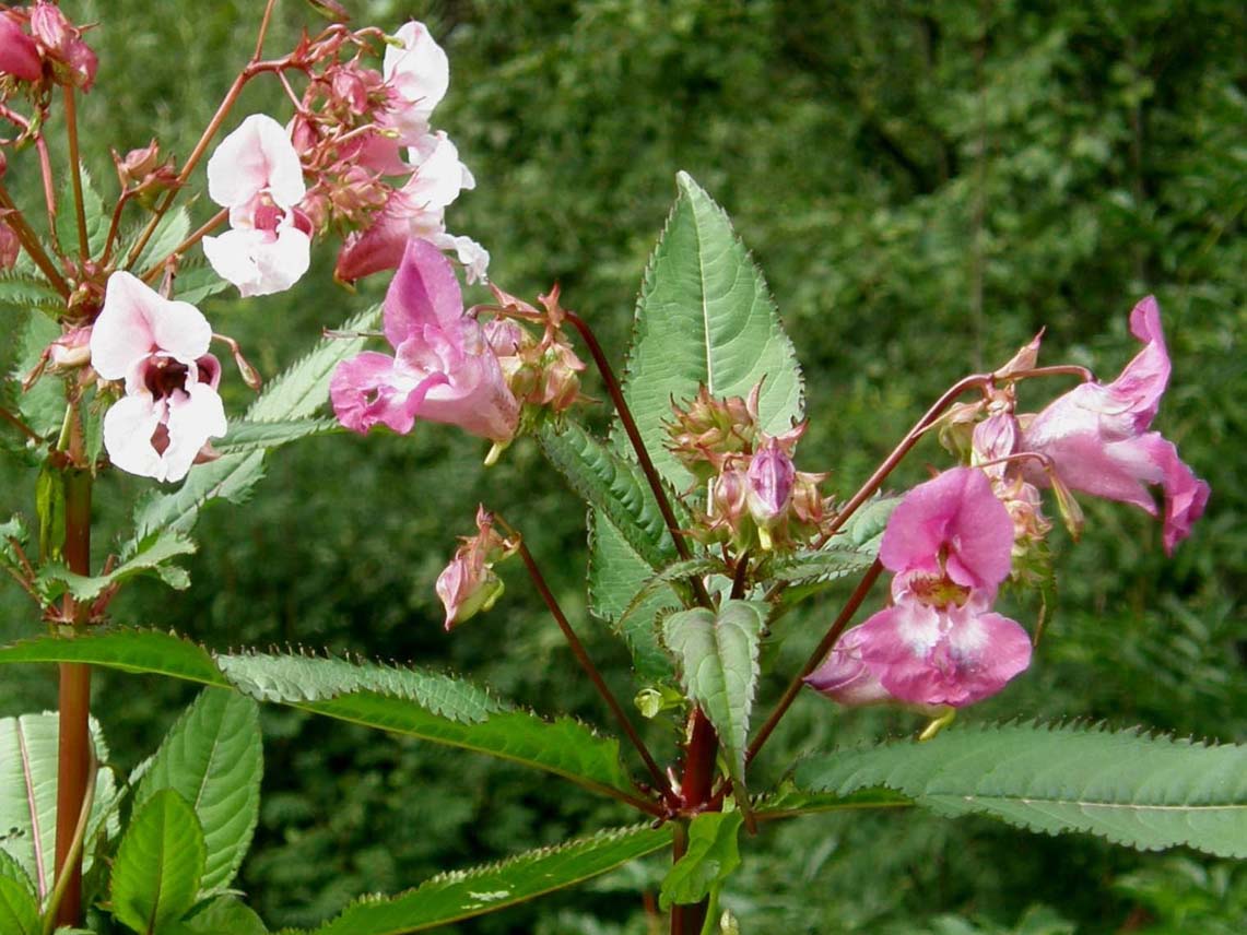 Ancora Impatiens? si, Impatiens glandulifera