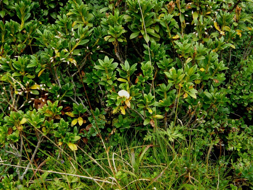 Fungo parassita di rododendro:  Exobasidium rhododendri