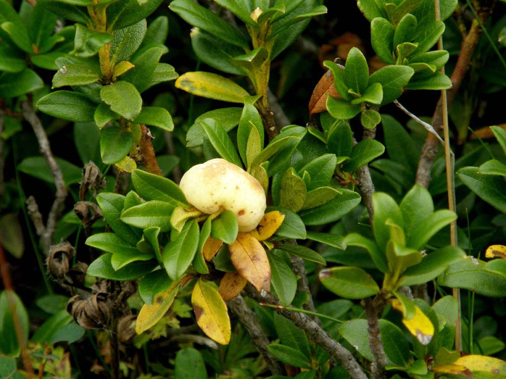 Fungo parassita di rododendro:  Exobasidium rhododendri