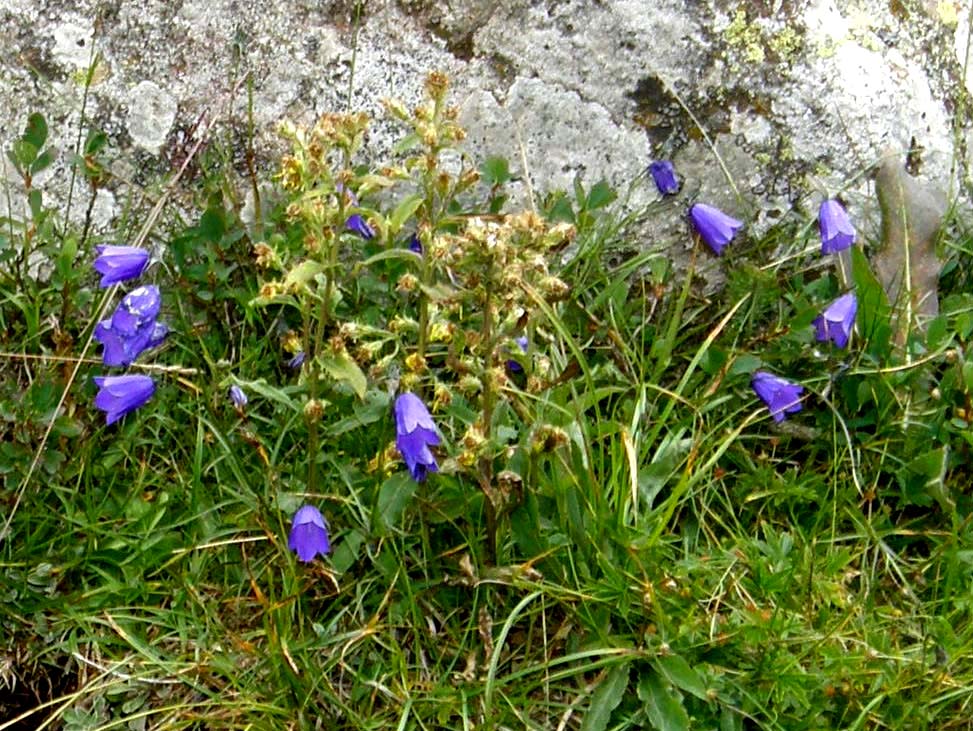 Campanula altoatesina:  Campanula cfr. scheuchzeri (Campanulaceae)