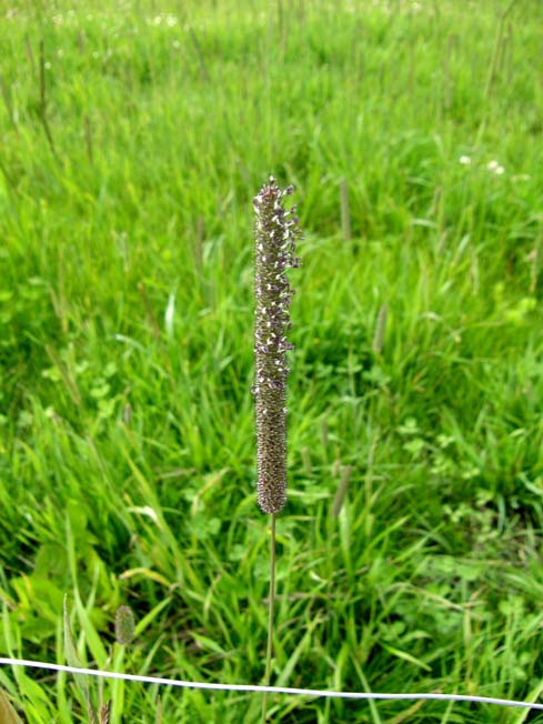 Plantago media (Lamiales - Plantaginaceae) e Phleum sp. (Poaceae)