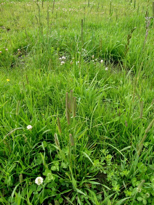 Plantago media (Lamiales - Plantaginaceae) e Phleum sp. (Poaceae)