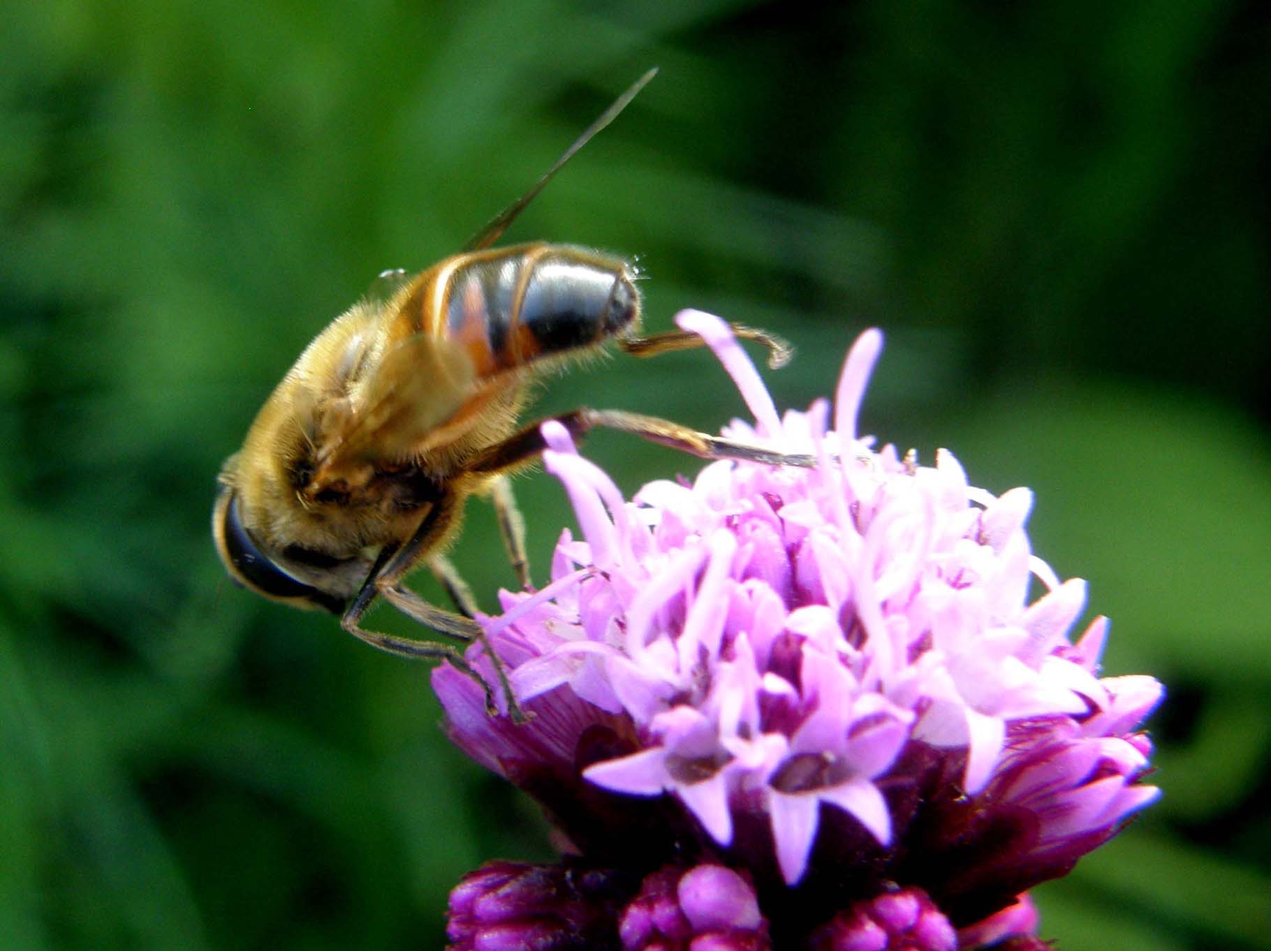 Syrphidae  altoatesini