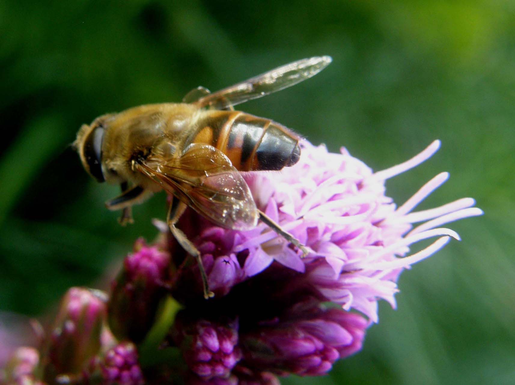 Syrphidae  altoatesini