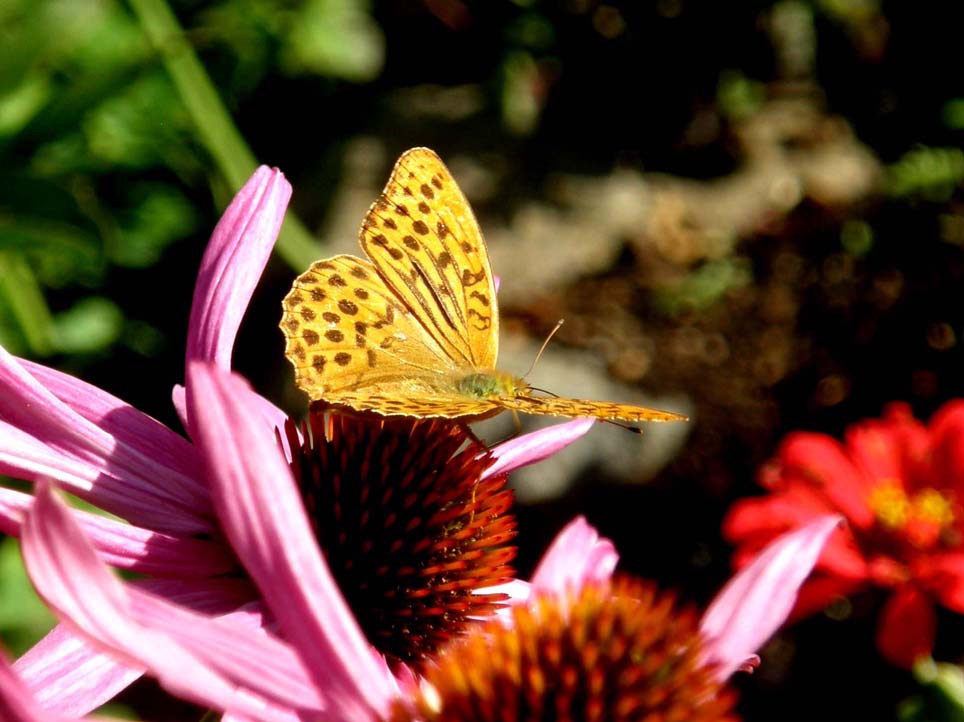 Nimphalidae: Issoria lathonia, Argynnis aglaia e Argynnis paphia