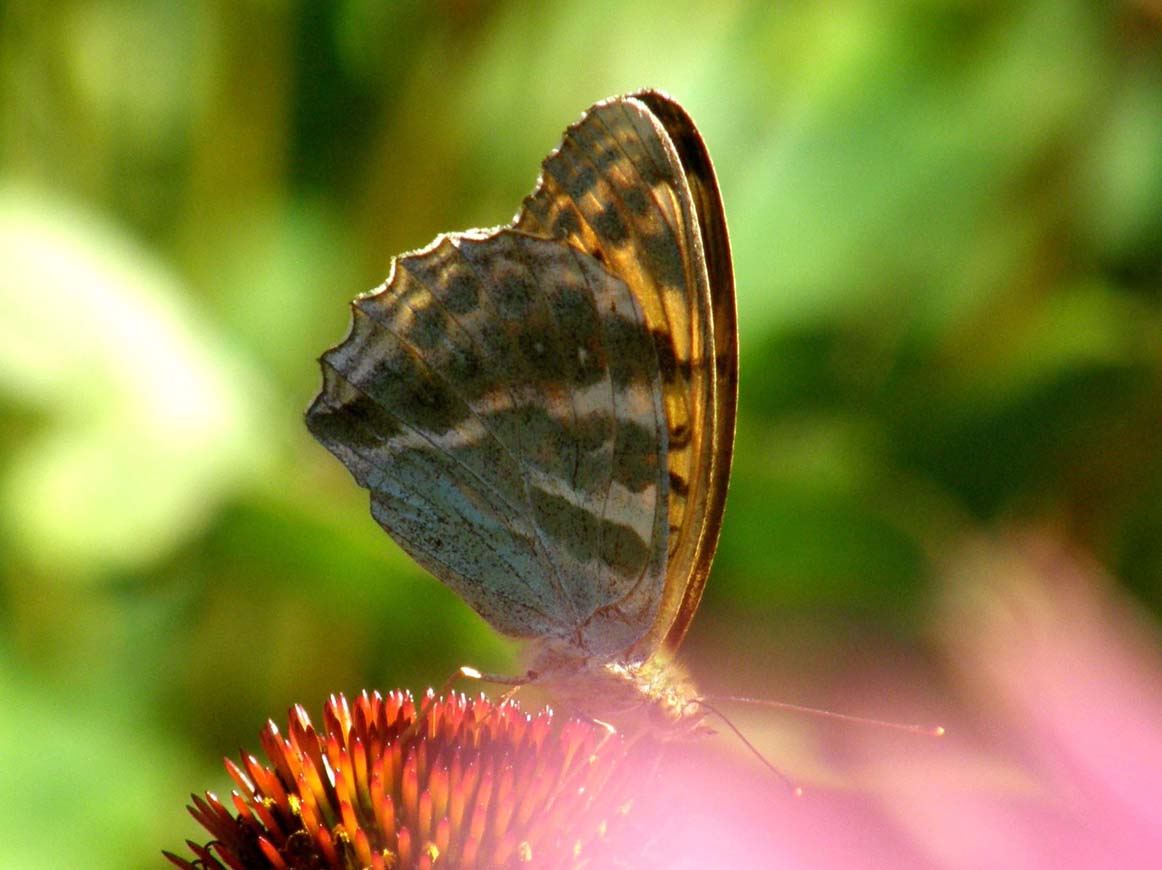 Nimphalidae: Issoria lathonia, Argynnis aglaia e Argynnis paphia