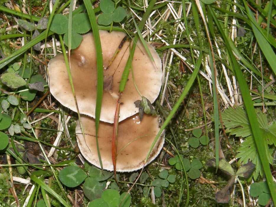 Cappello a tronco di cono rovesciato