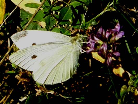 Quale Pieris?