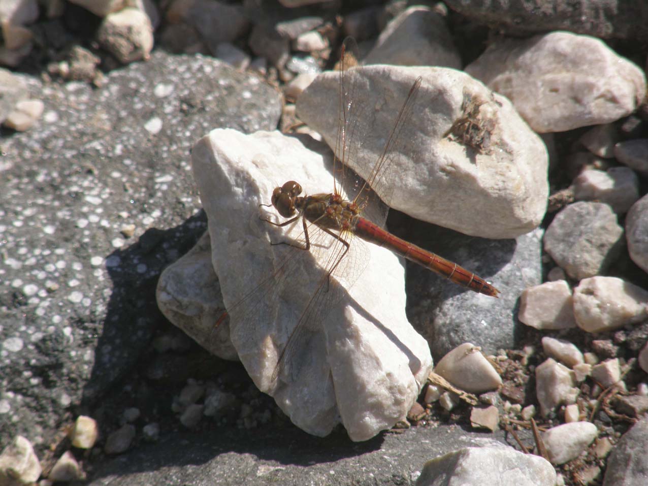 Libellula rossa 2