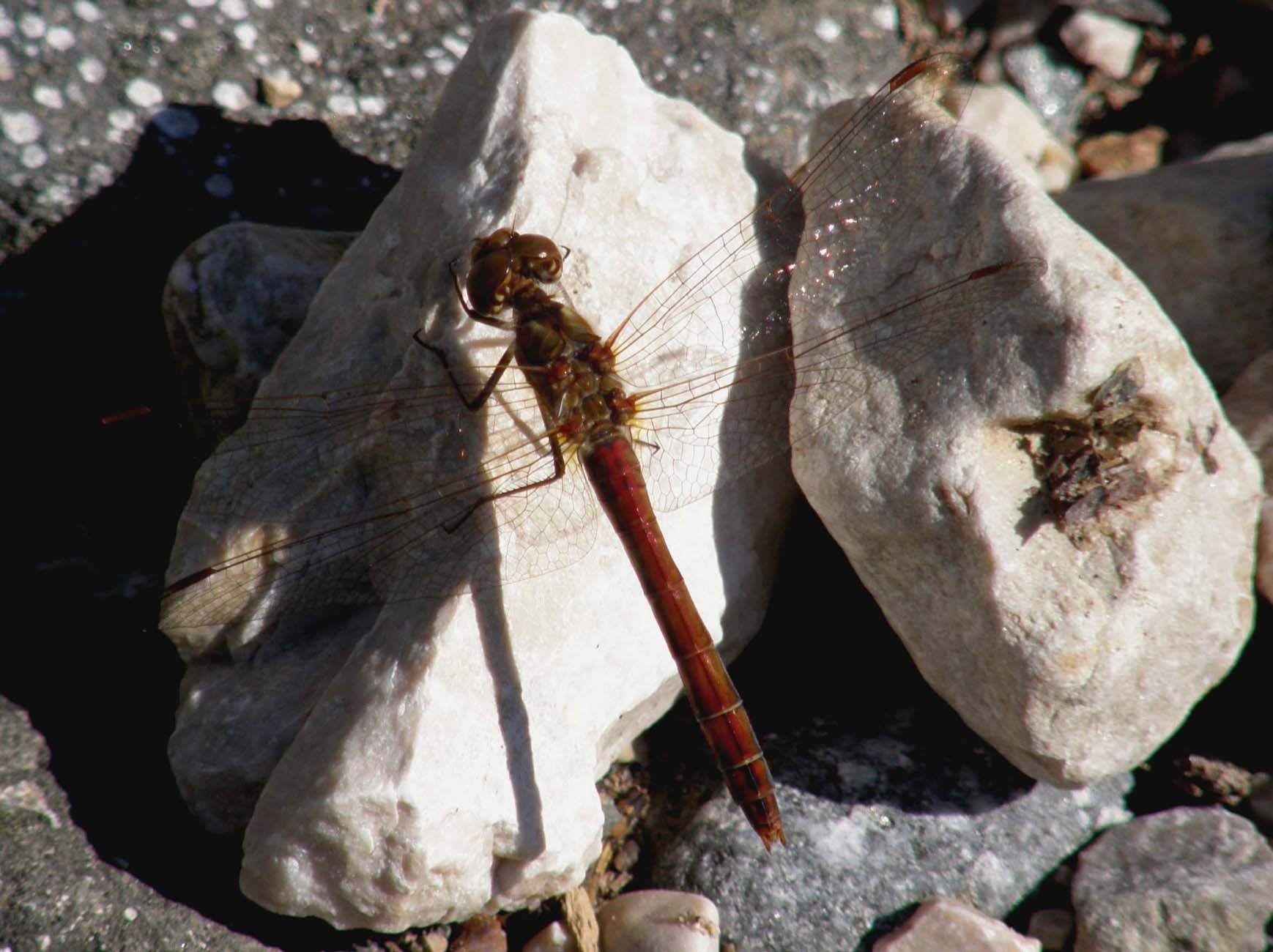 Libellula rossa 2