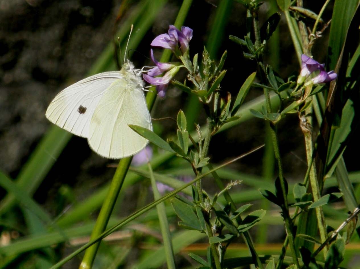 Quale Pieris?