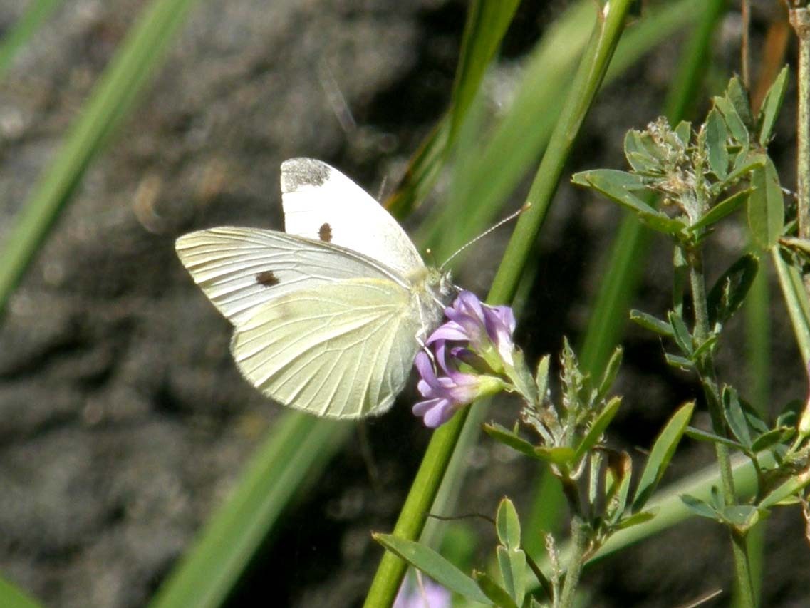 Quale Pieris?