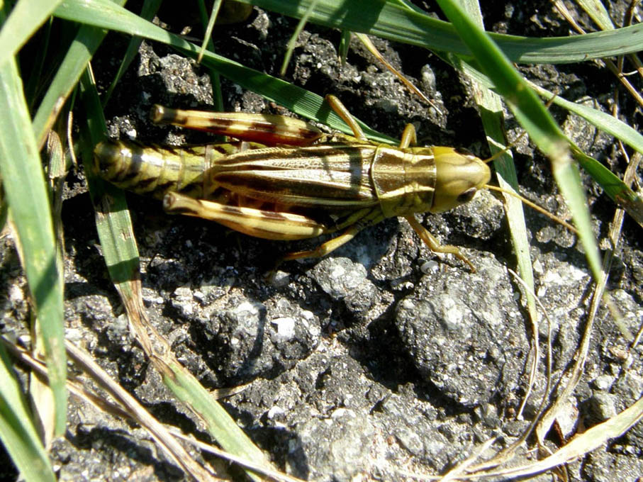 Bellissima cavalletta da identificare: Arcyptera fusca