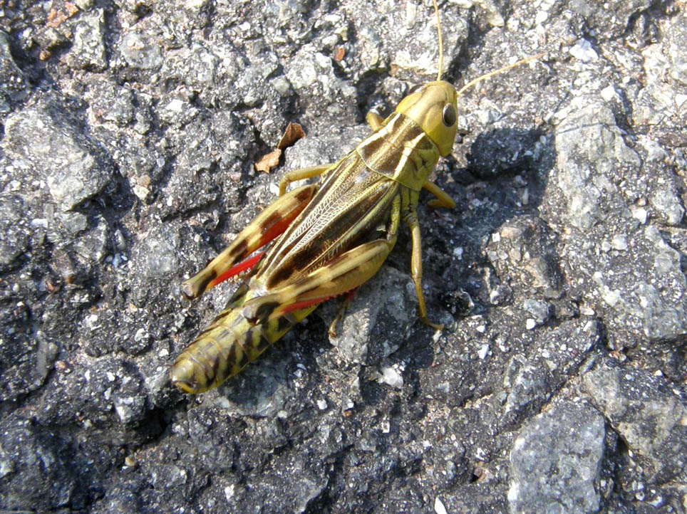 Bellissima cavalletta da identificare: Arcyptera fusca