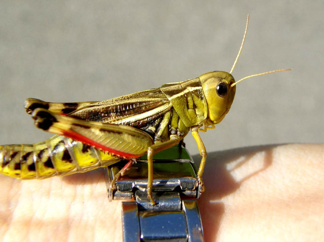 Bellissima cavalletta da identificare: Arcyptera fusca