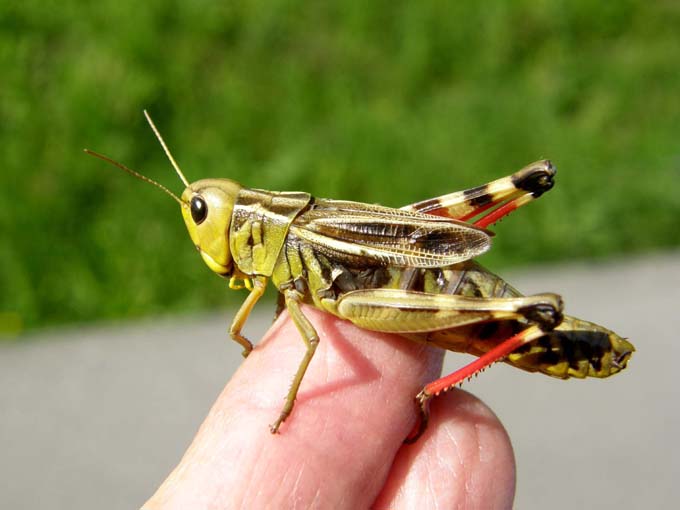 Bellissima cavalletta da identificare: Arcyptera fusca