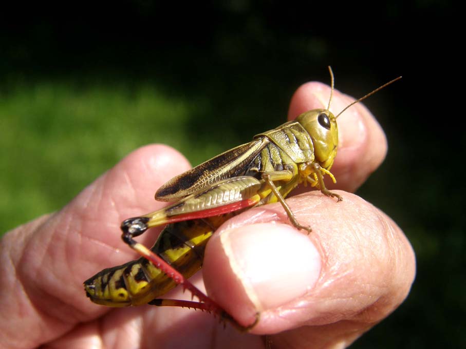 Bellissima cavalletta da identificare: Arcyptera fusca