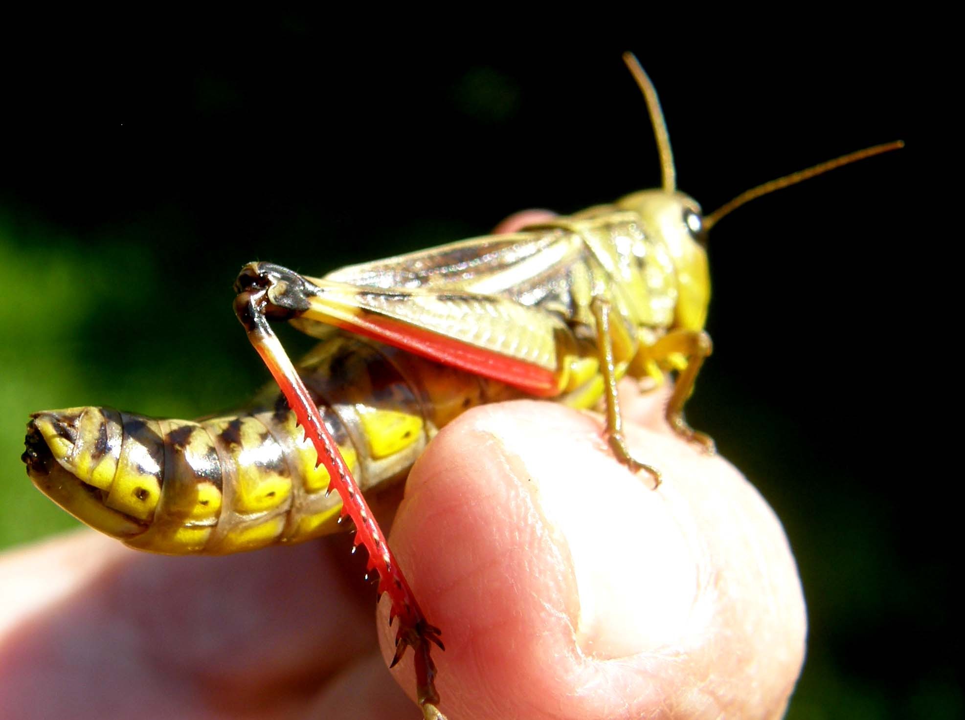 Bellissima cavalletta da identificare: Arcyptera fusca