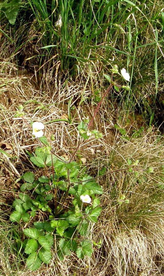 Potentilla rupestris / Potentilla rupestre