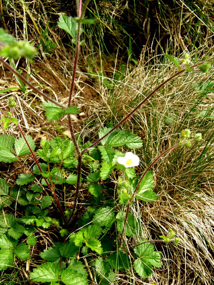 Potentilla rupestris / Potentilla rupestre