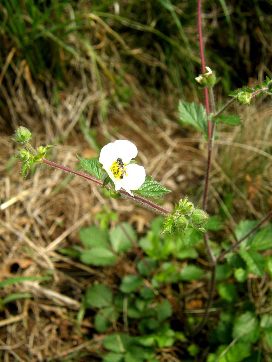 Potentilla rupestris / Potentilla rupestre