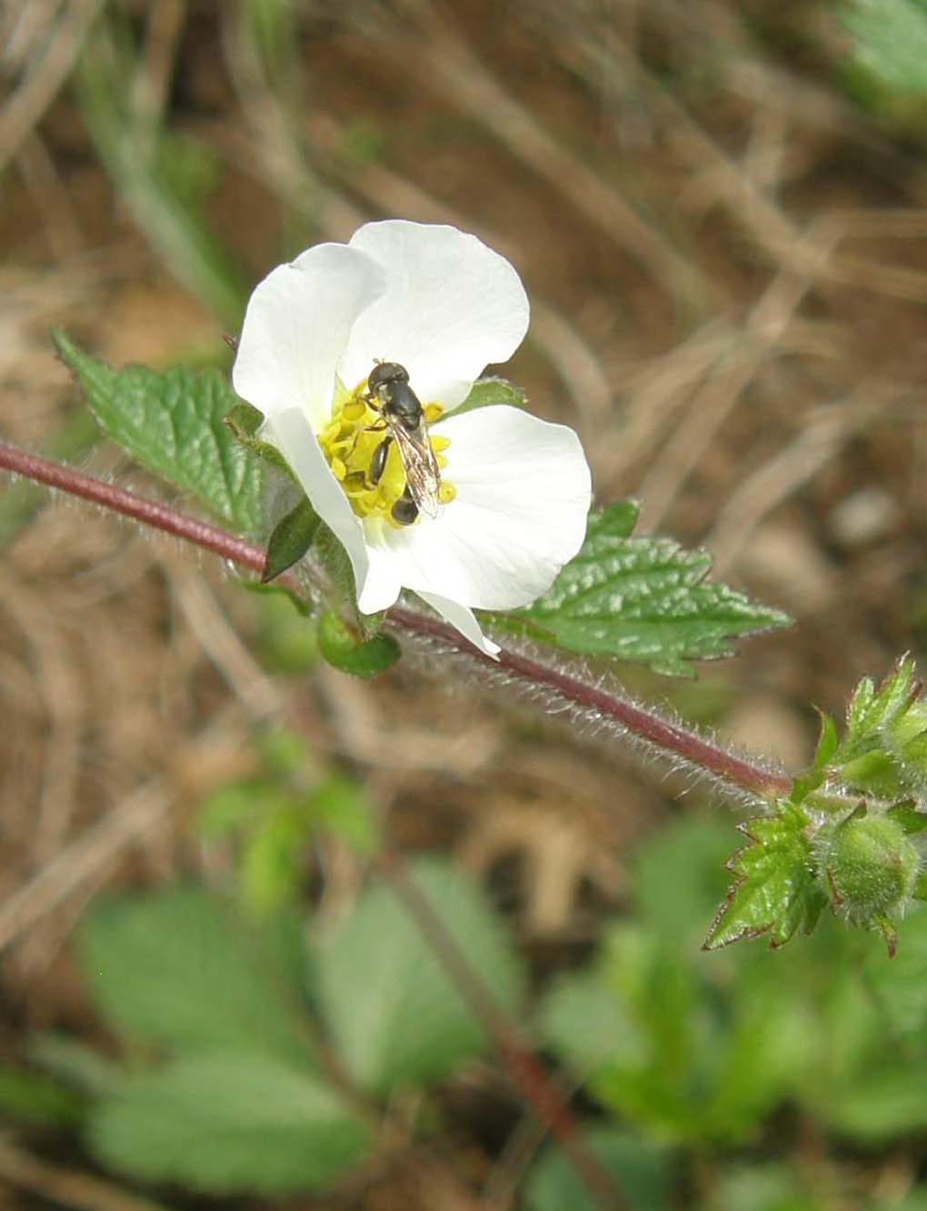 Sirfide dai grossi femori posteriori: Syritta pipiens?