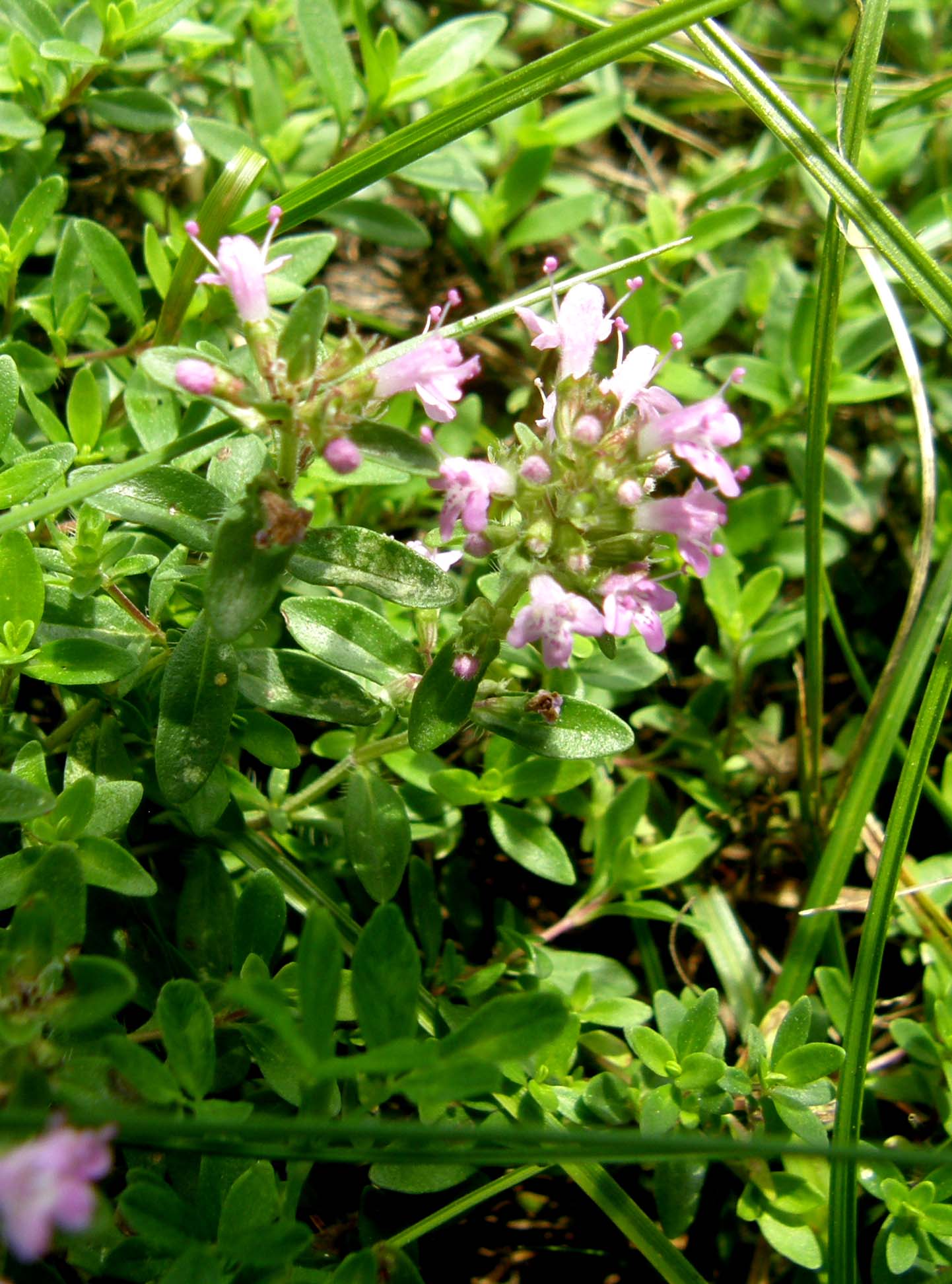 Thymus sp. (Lamiaceae)