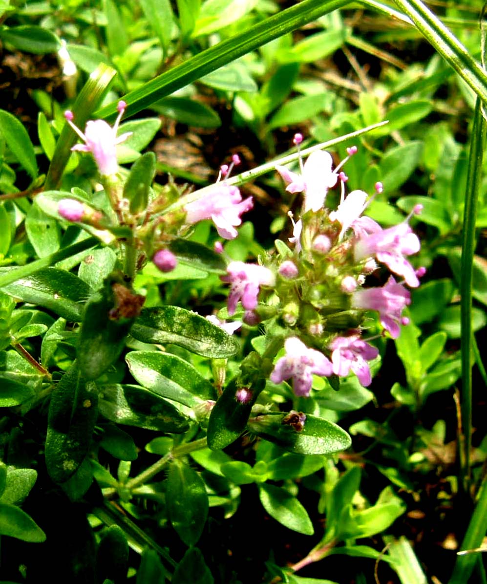 Thymus sp. (Lamiaceae)