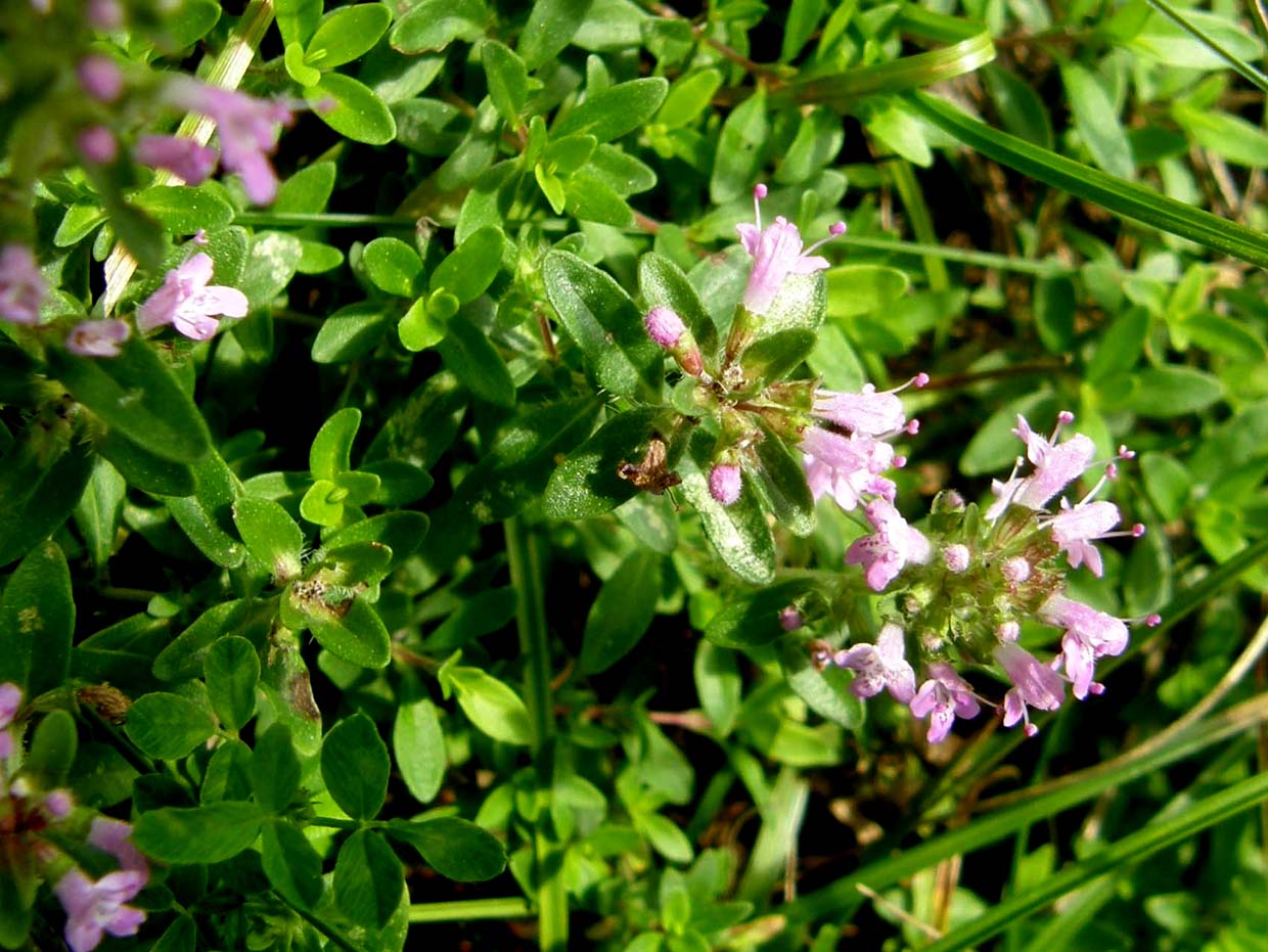 Thymus sp. (Lamiaceae)