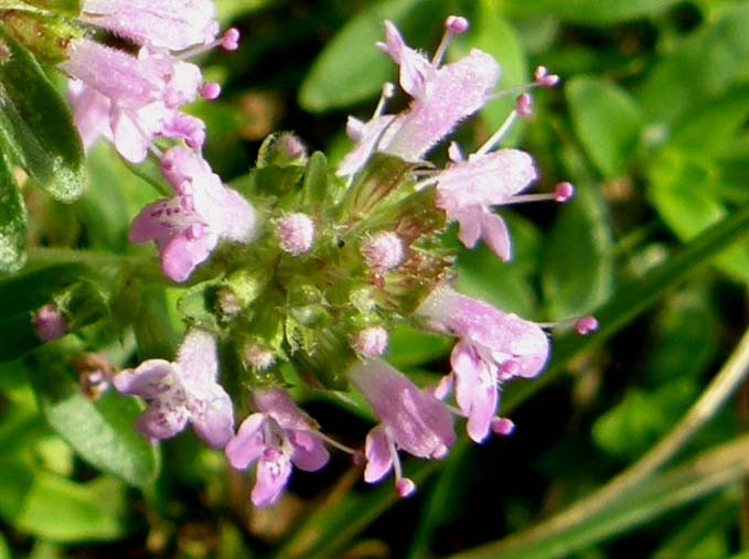 Thymus sp. (Lamiaceae)