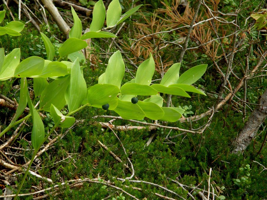 Polygonatum odoratum (Asparagaceae)