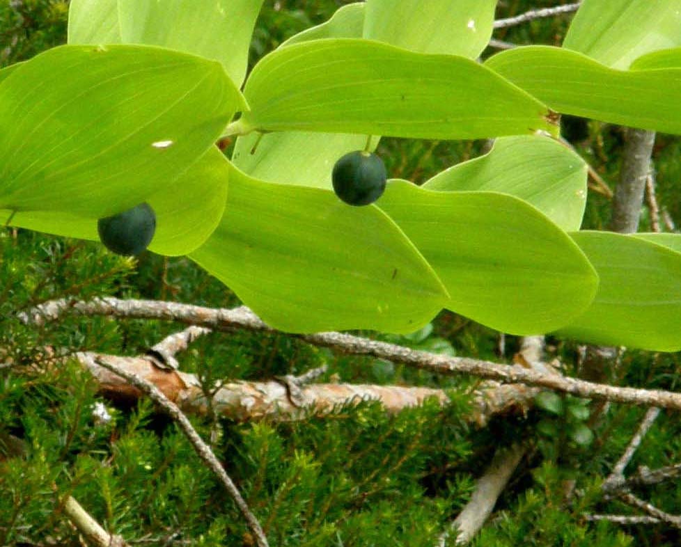 Polygonatum odoratum (Asparagaceae)