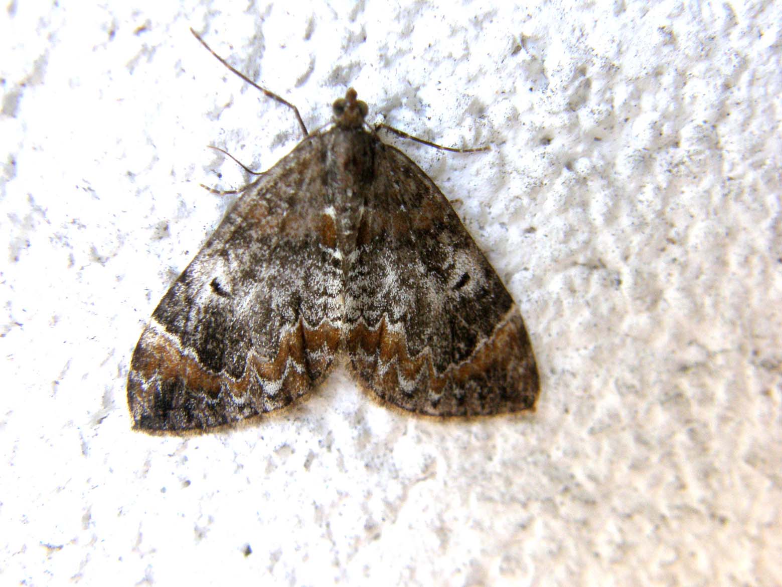 Dysstroma cfr.  truncata (Geometridae)