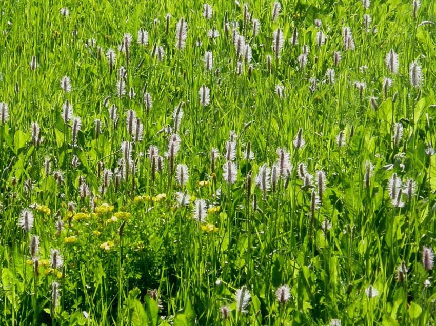 Plantago media (Lamiales - Plantaginaceae) e Phleum sp. (Poaceae)